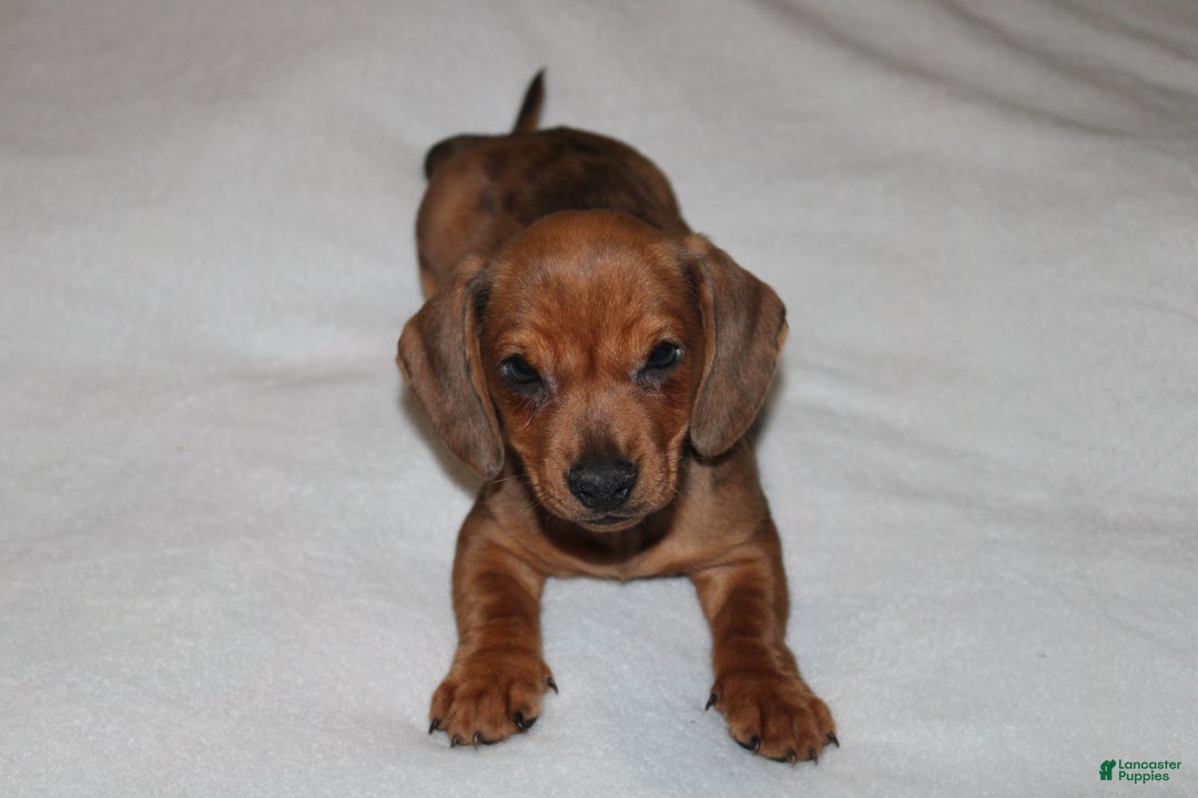 Miniature Dachshund dogs for sale: Snicker Mini  - Ad 11