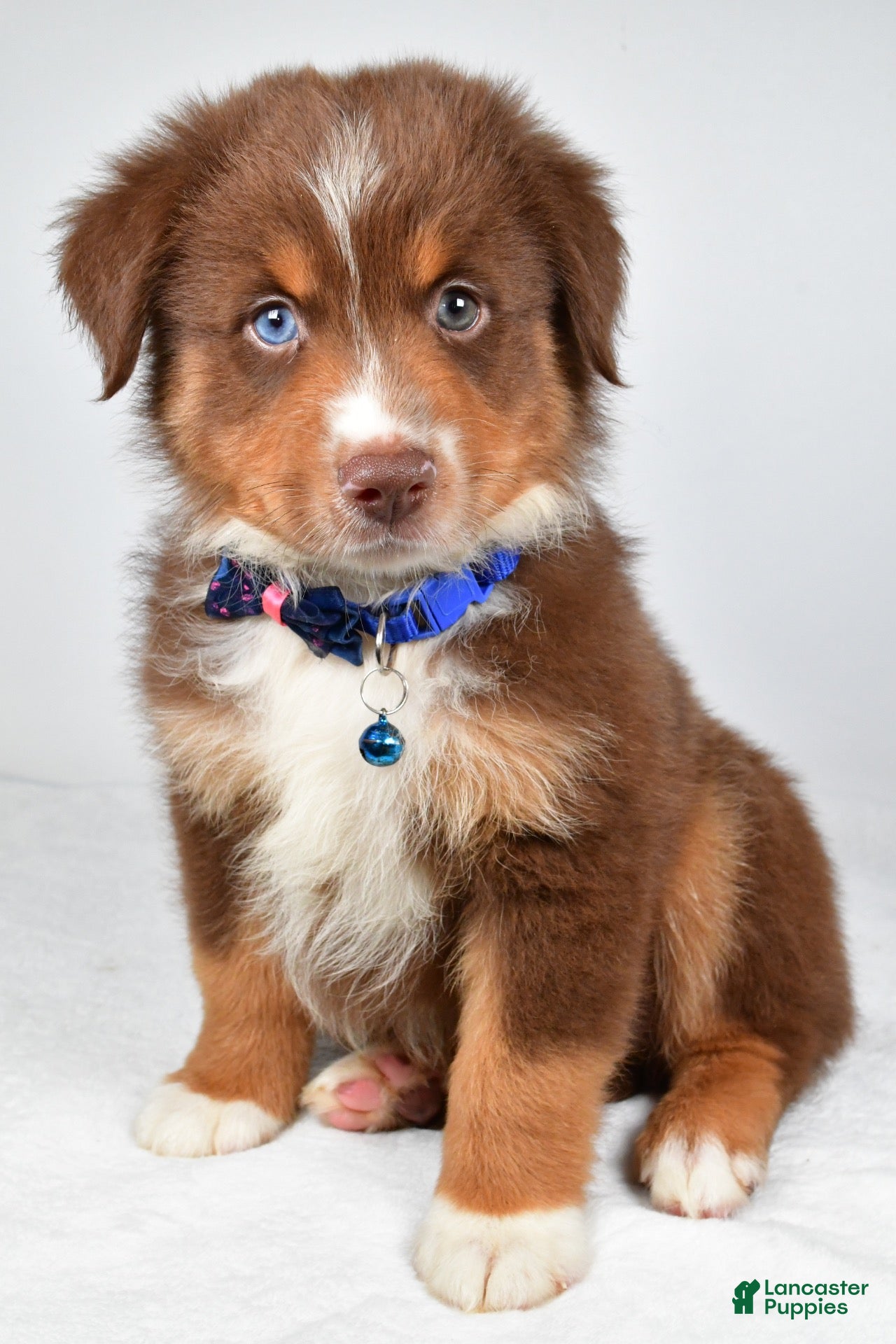 Miniature Australian Shepherd dogs Jett - Ad 1