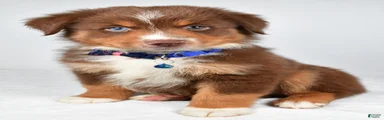 Jett