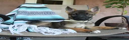 German Shepherd dogs for sale: Gertty - Ad 4