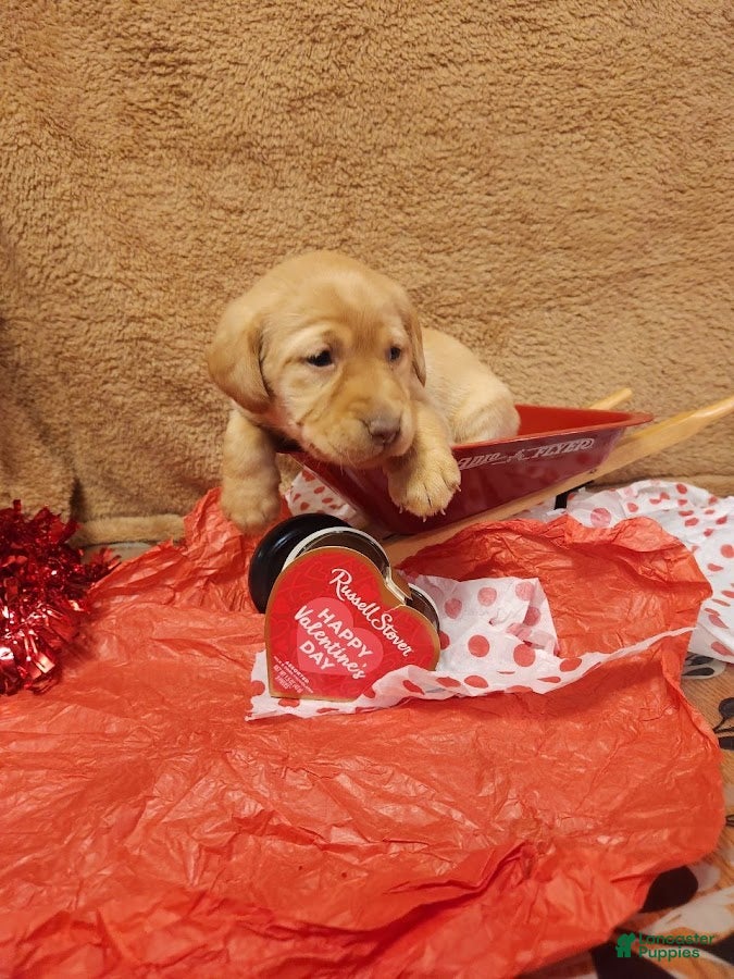 Labrador Retriever dogs Gary - Ad 2