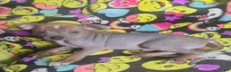 Chinese Crested dogs for sale: Stewart - Ad 14