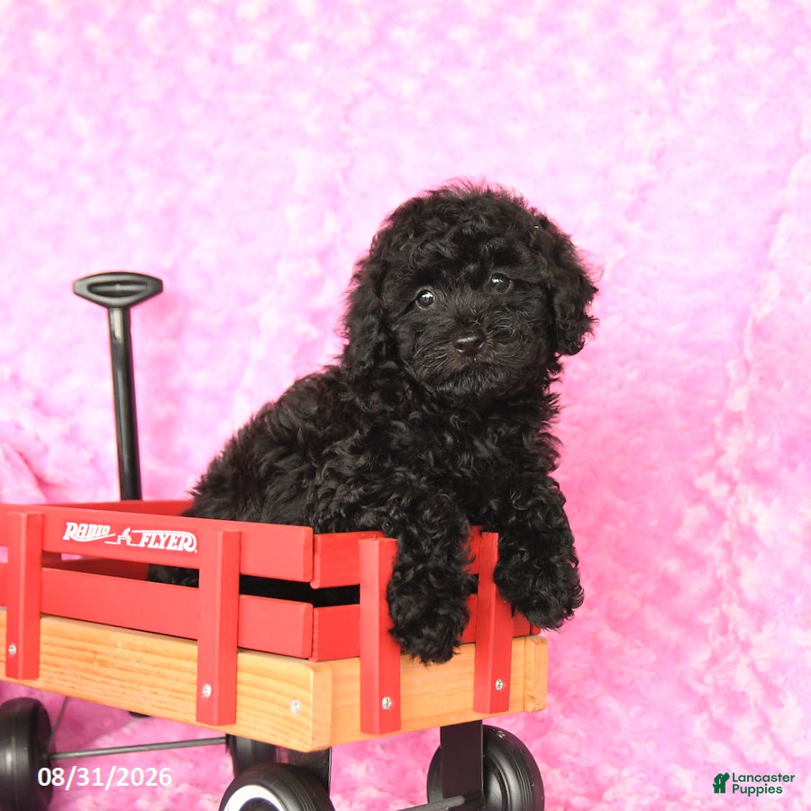 Miniature Poodle dogs Ellie - Ad 2
