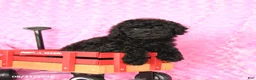 Miniature Poodle dogs for sale: Ellie - Ad 2