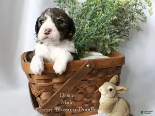 Bordoodle dogs Draco - Ad 6