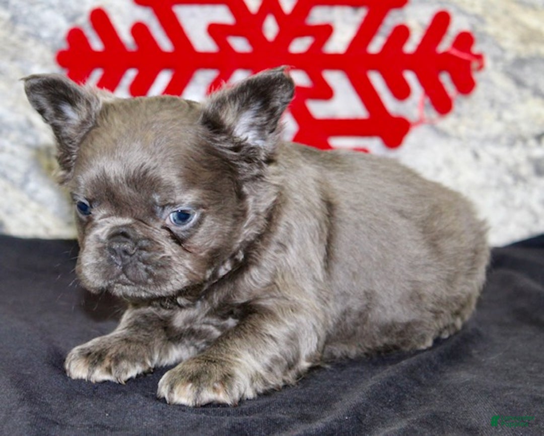 French Bulldog dogs for sale: Teddy - Ad 5