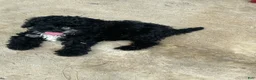 Cavapoo dogs for sale: Cavapoo 1 - Ad 2