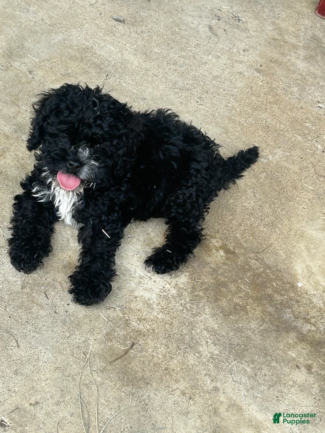 Cavapoo dogs for sale: Cavapoo 1 - Ad 2
