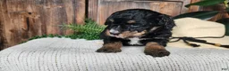 Mini Bernedoodle dogs for sale: Karly - Ad 9