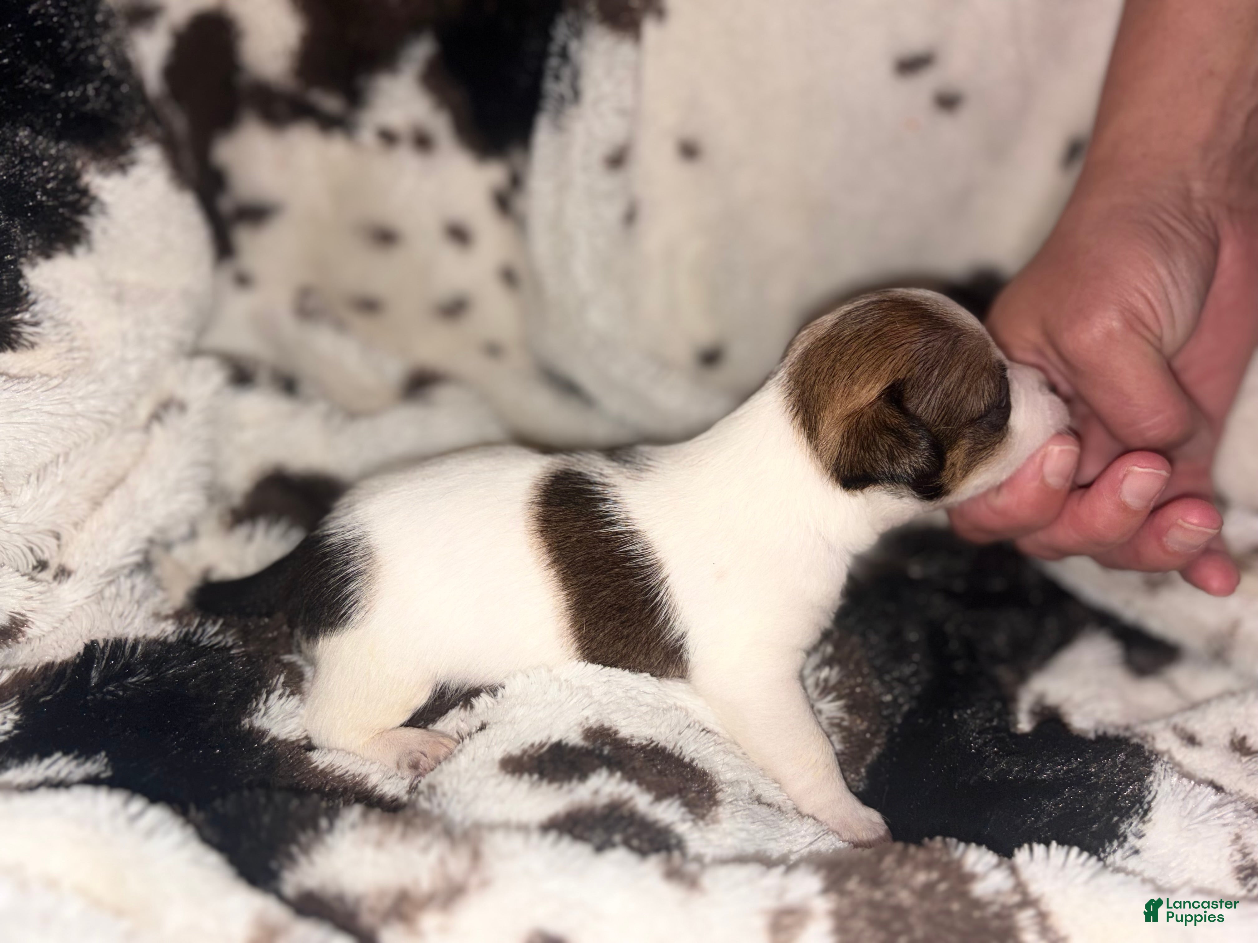 Chihuahua dogs Boo-boo  - Ad 1