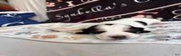 Basset Hound dogs for sale: Basset Hound 5 - Ad 3