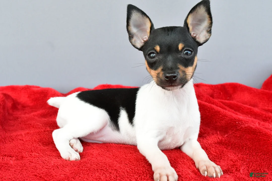 Toy Fox Terrier dogs for sale: Biscuit - Ad 1