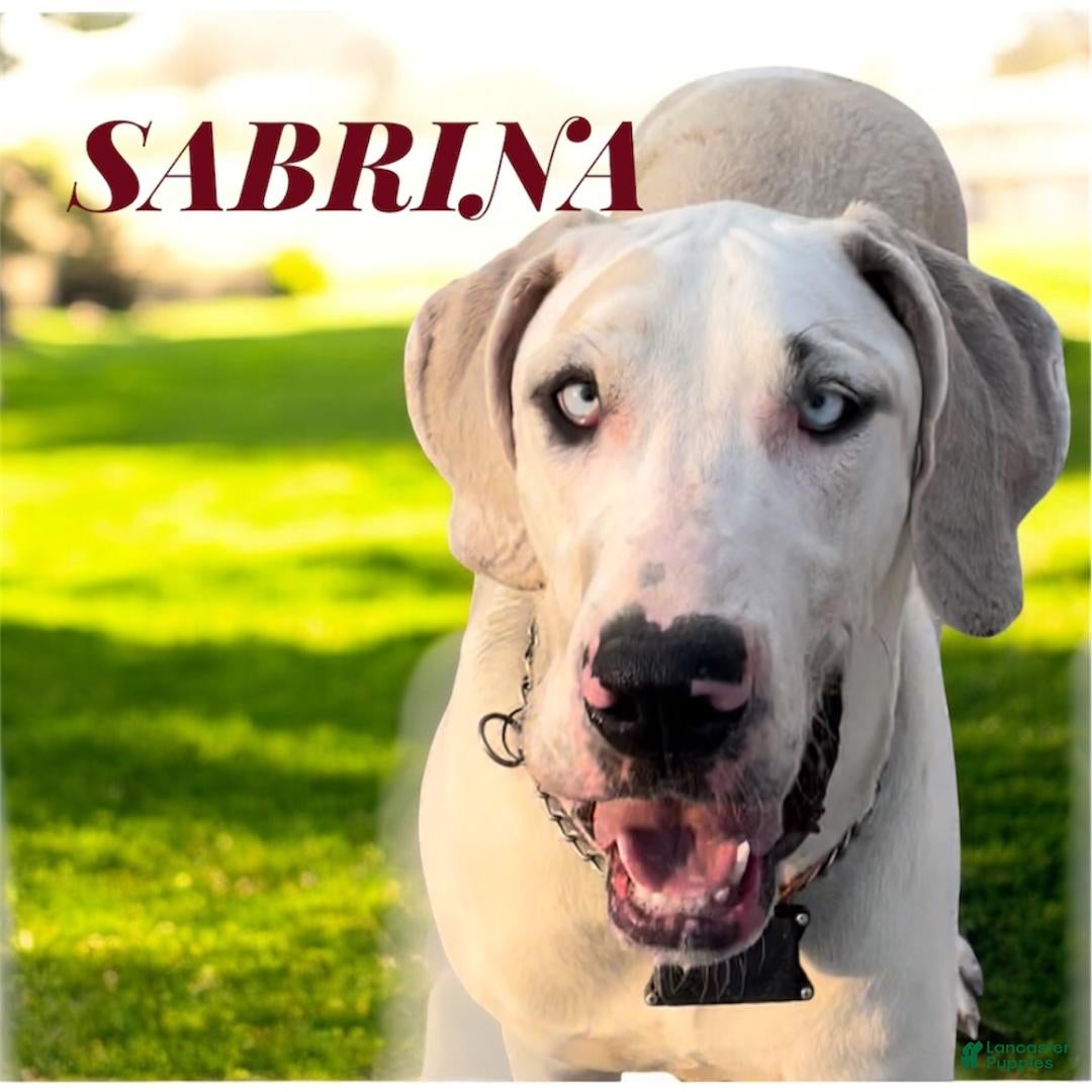 Great Dane dogs for sale: BARBI - LILAC - Ad 2