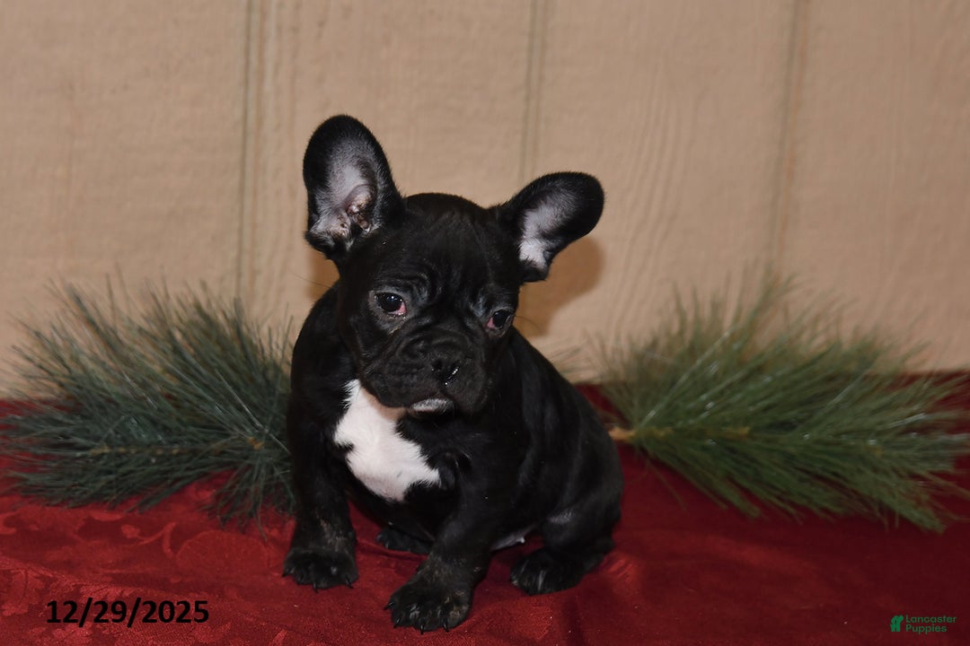 French Bulldog dogs for sale: Rosie - Ad 5