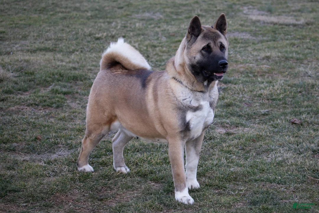Akita dogs for sale: Akita Puppy 1 - Ad 5