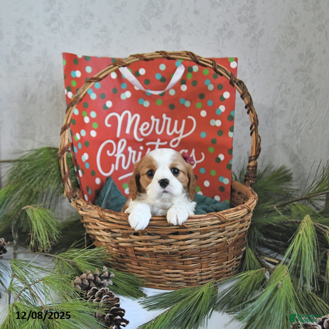 Cavalier King Charles Spaniel dogs for sale: Tinsel - Ad 5