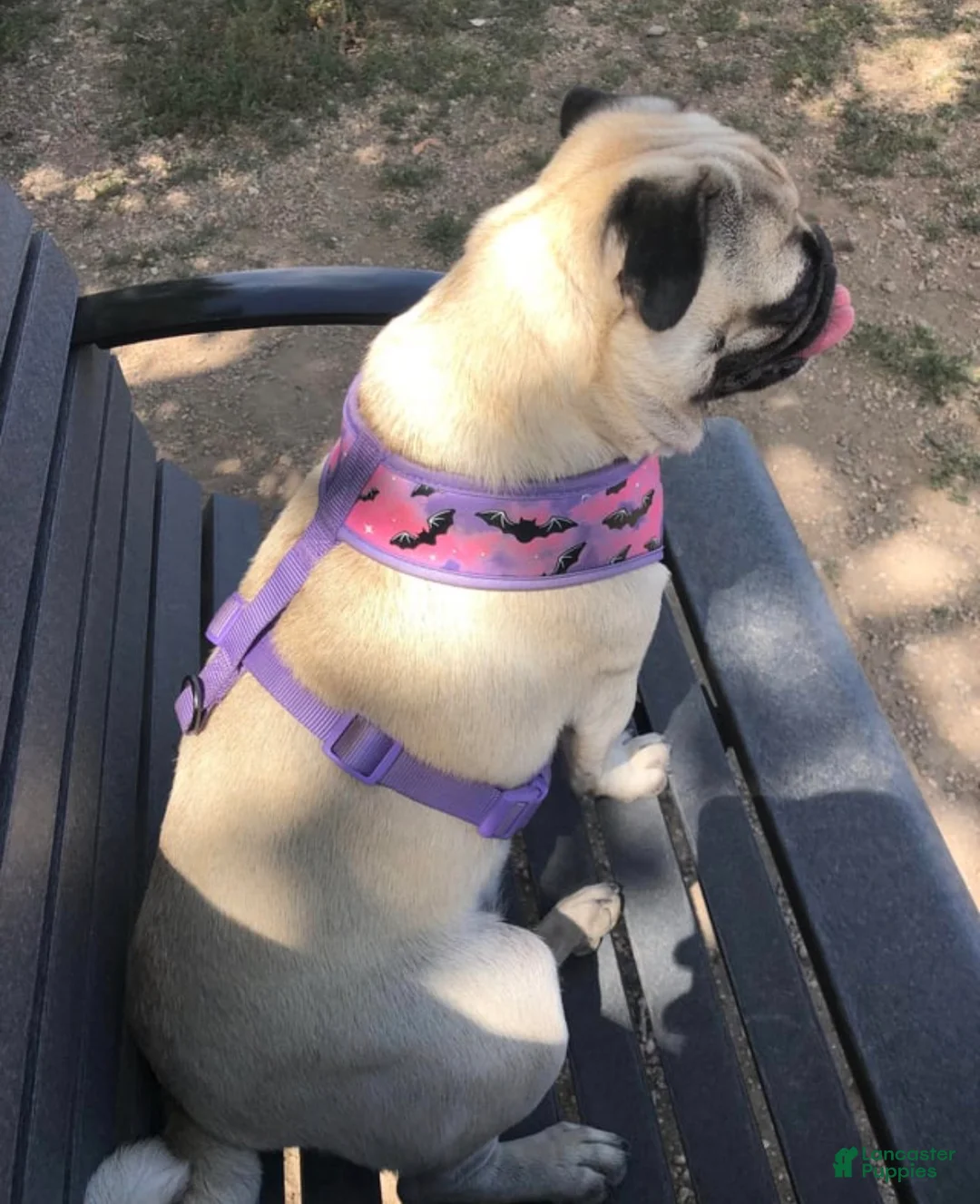 Pug dogs for sale: Bailey - Ad 2
