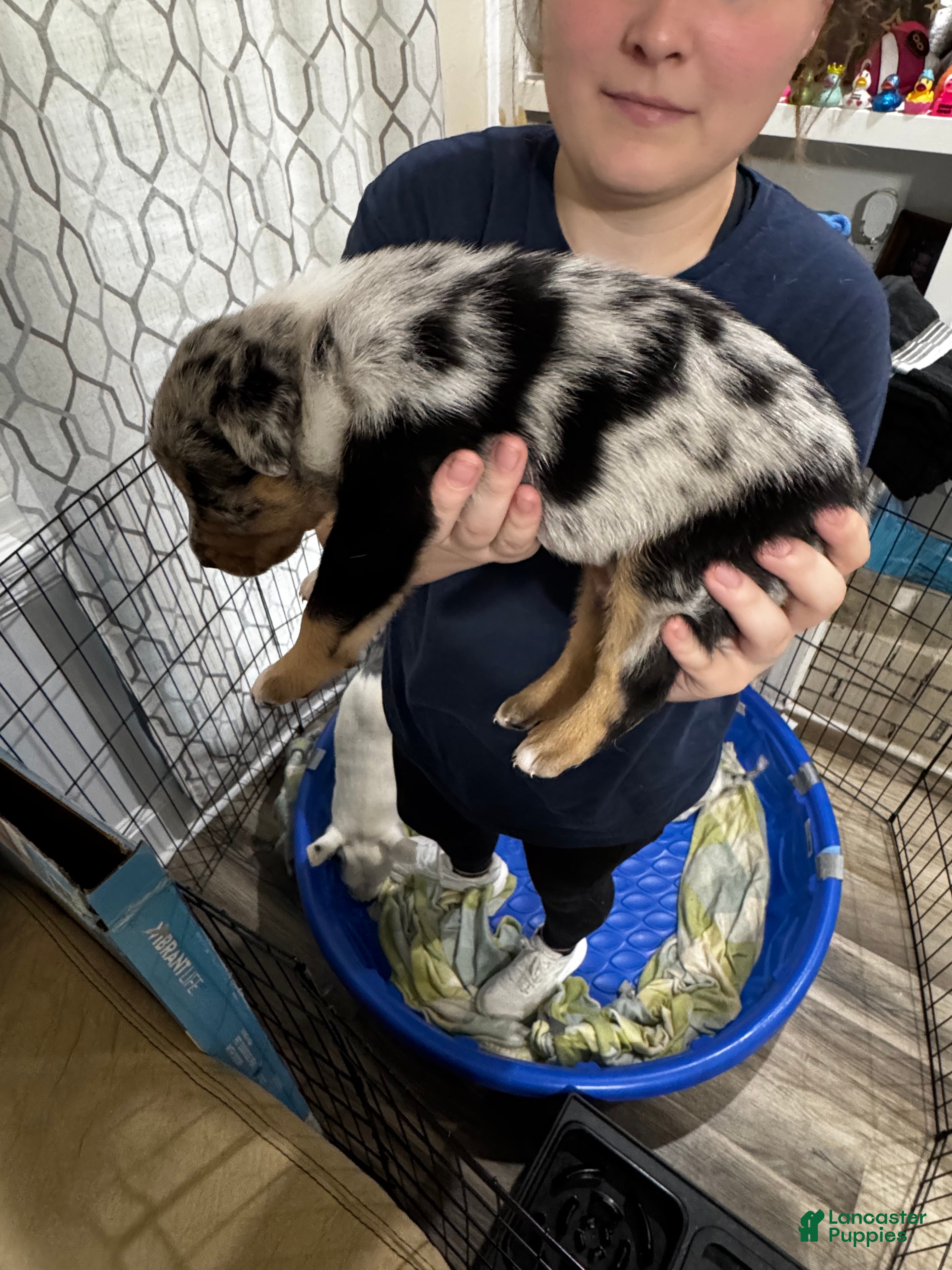 Mixed Breed dogs Mixed Breed 2 - Ad 33