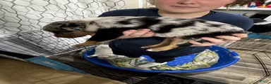 Mixed Breed 2