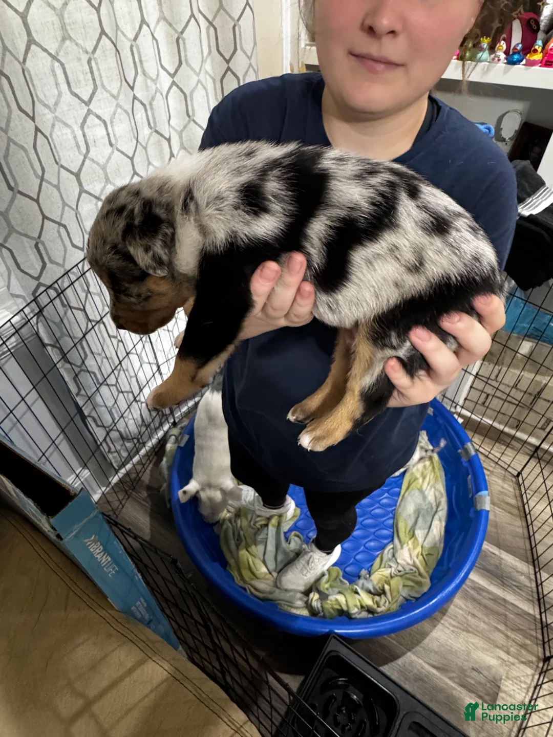 Mixed Breed dogs for sale: Mixed Breed 2 - Ad 1