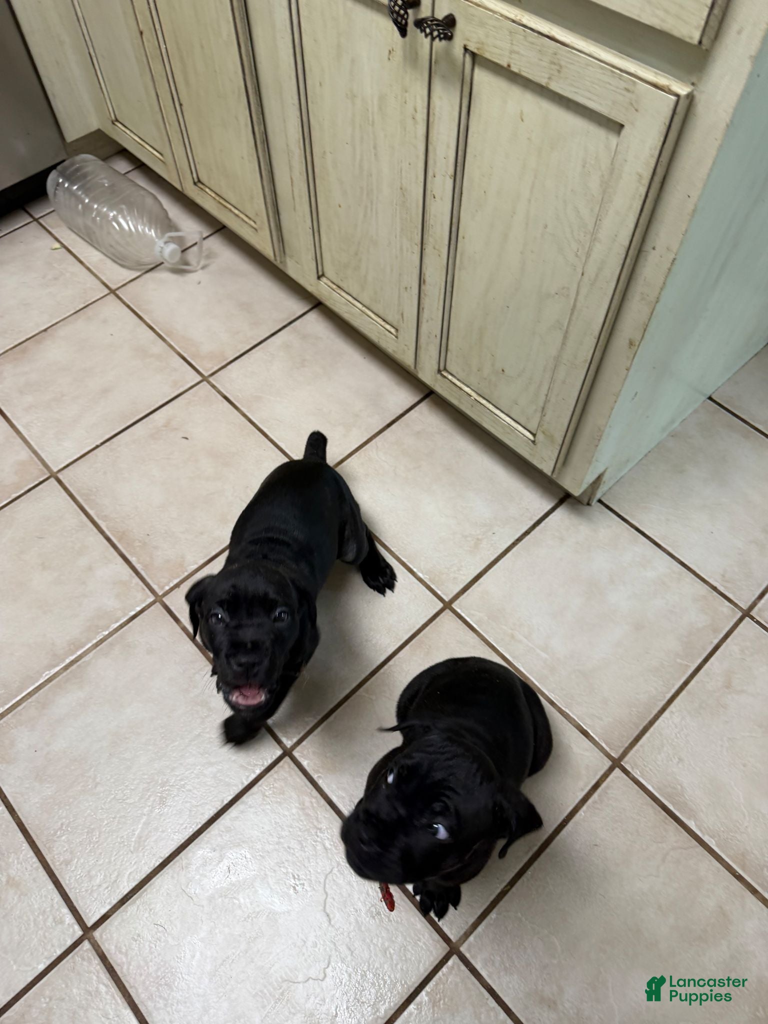 Cane Corso dogs Pocahontas  - Ad 1
