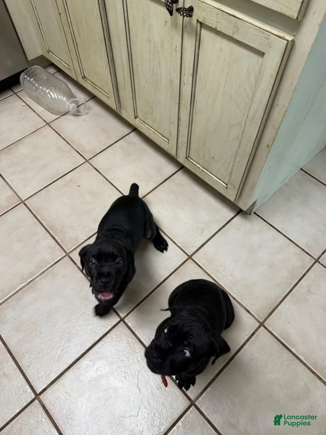 Cane Corso dogs for sale: Pocahontas  - Ad 1