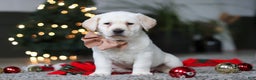 Labrador Retriever dogs for sale: Buddy - Ad 6