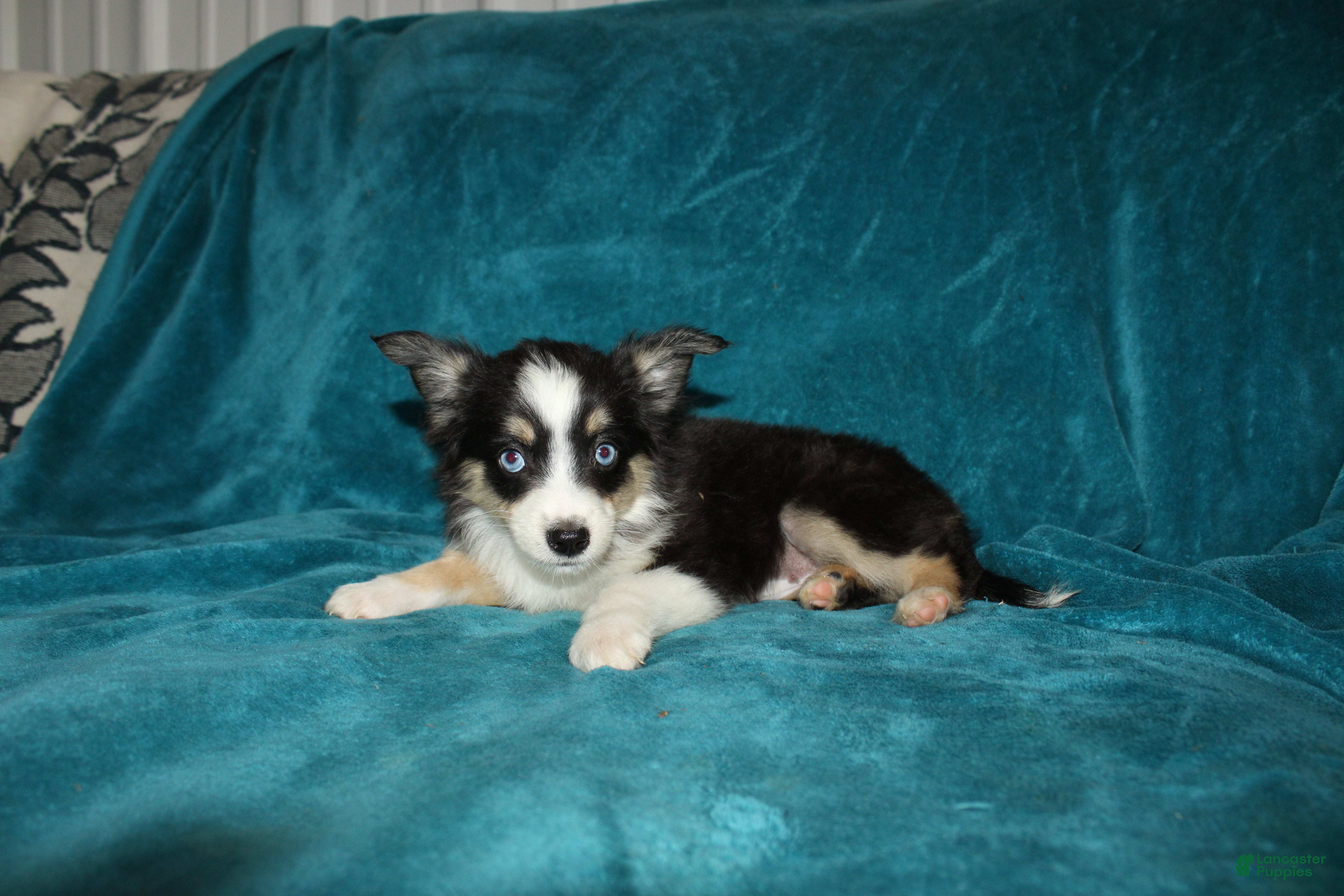Miniature Australian Shepherd dogs for sale: Lilly - Ad 3