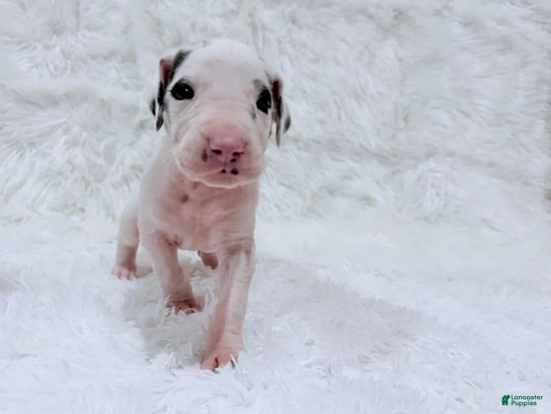 Great Dane dogs for sale: Eleven - Ad 10