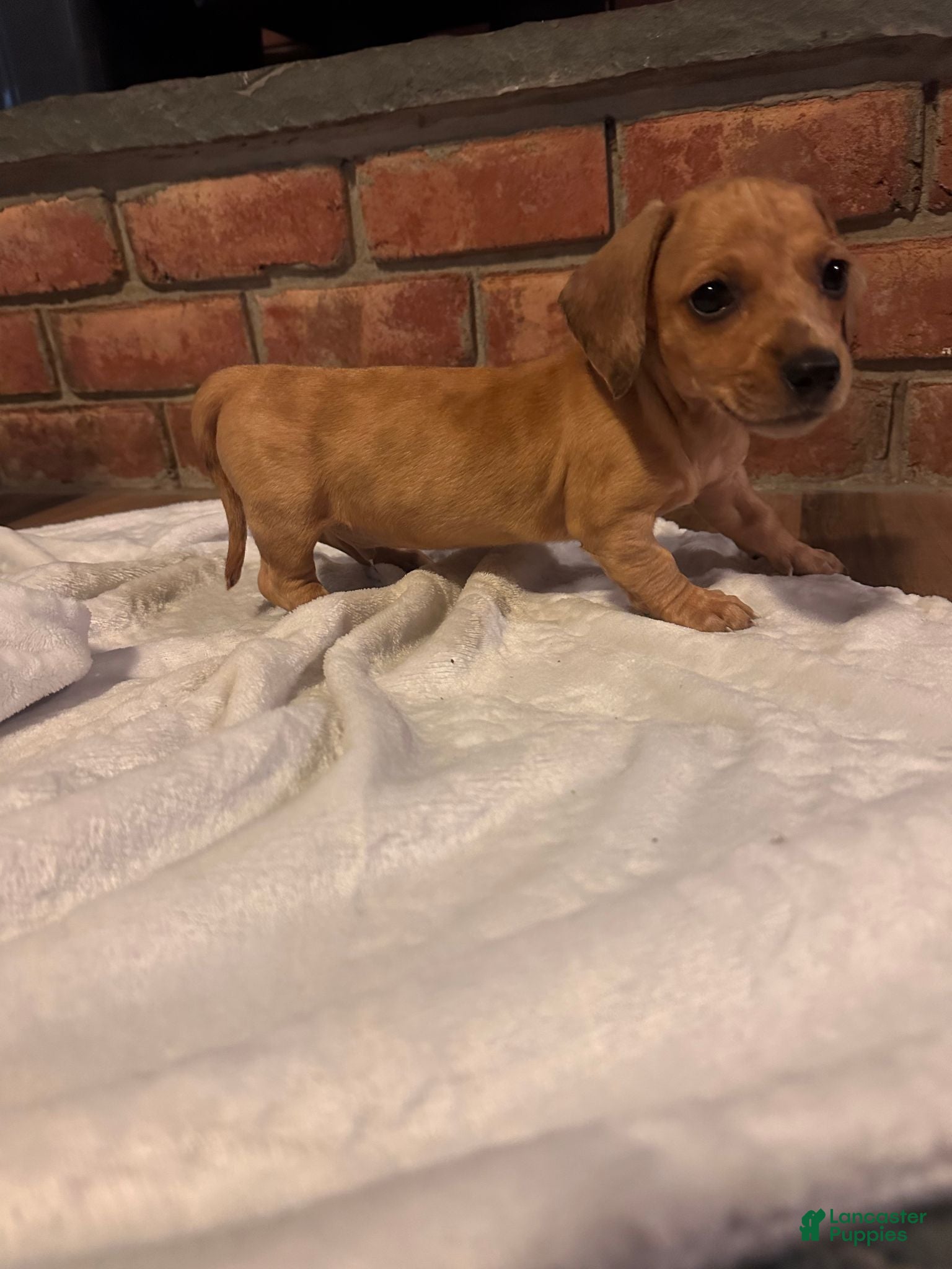 Dachshund dogs Male Two - Ad 2