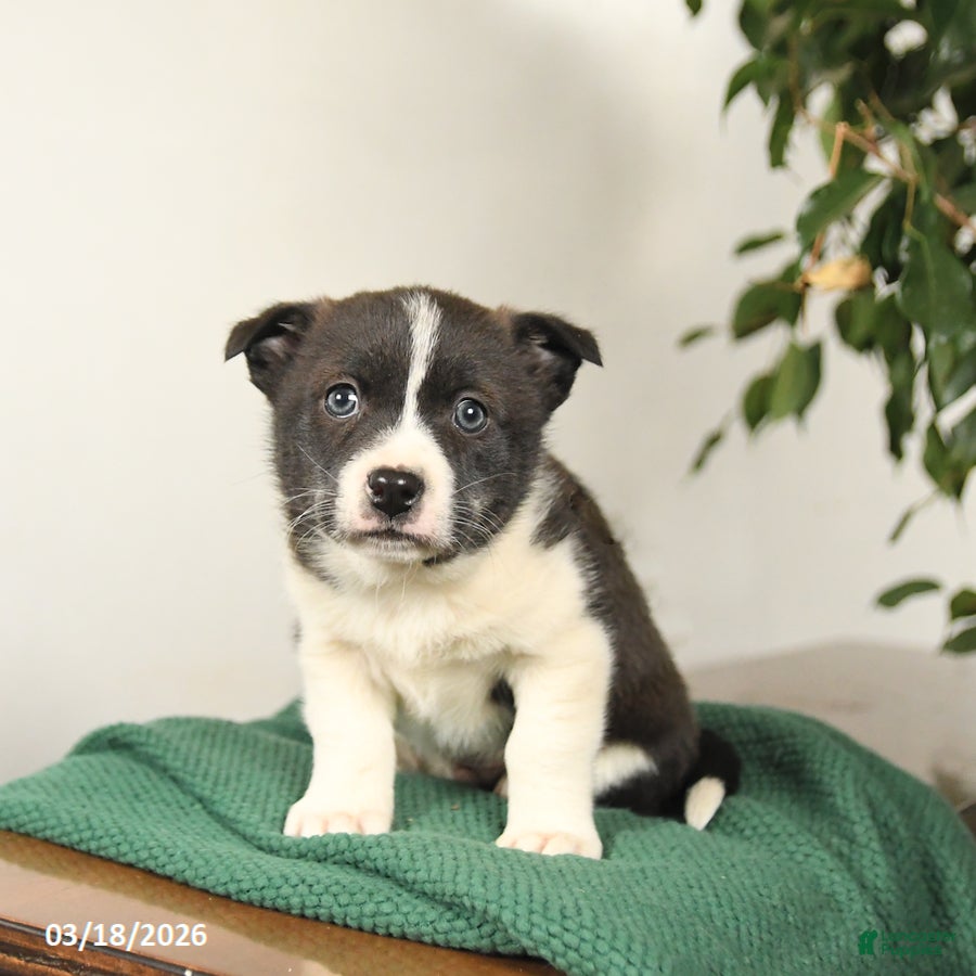 Mixed Breed dogs Justin - Ad 2
