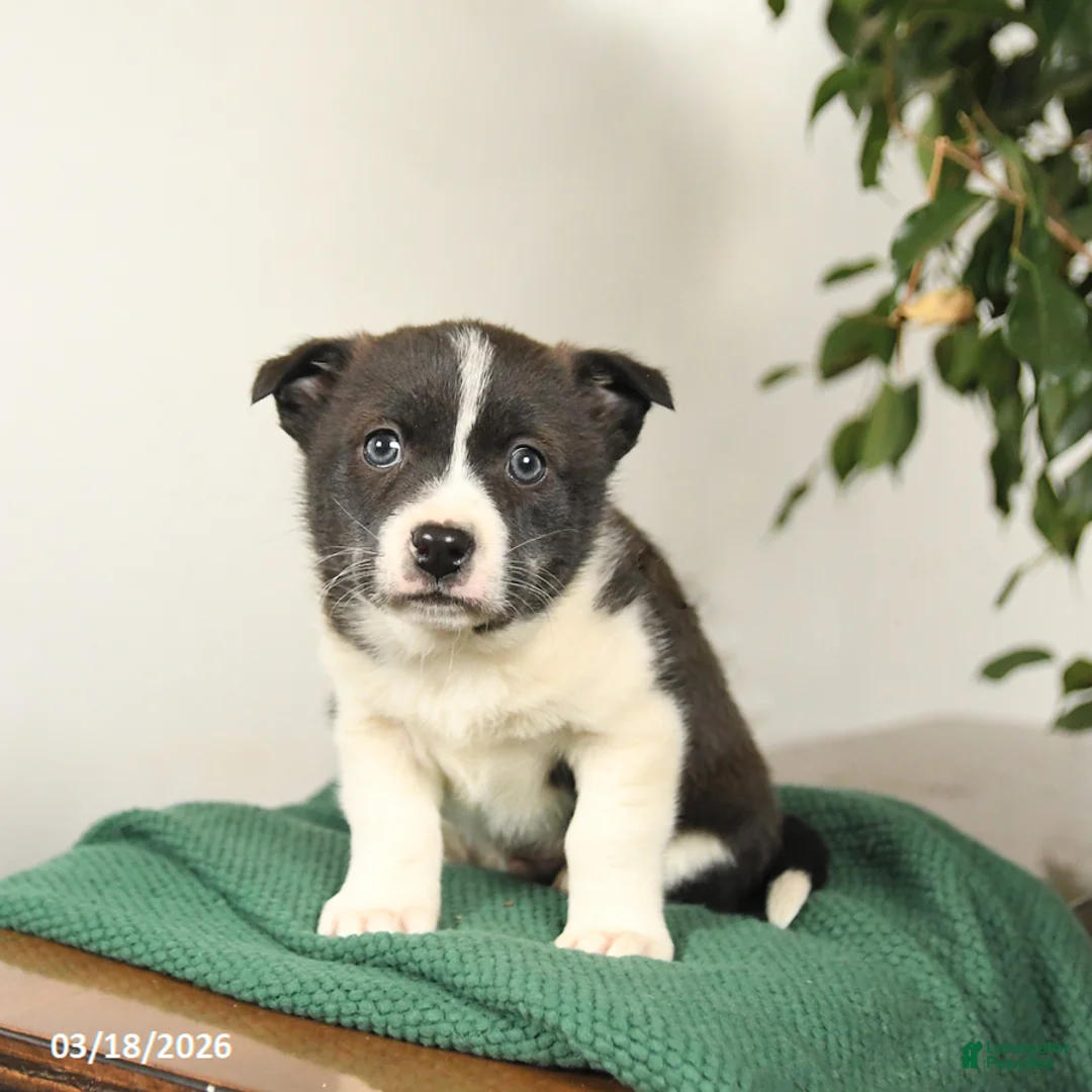 Mixed Breed dogs for sale: Justin - Ad 2