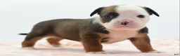 Mixed Breed dogs for sale: Rosie - Ad 23