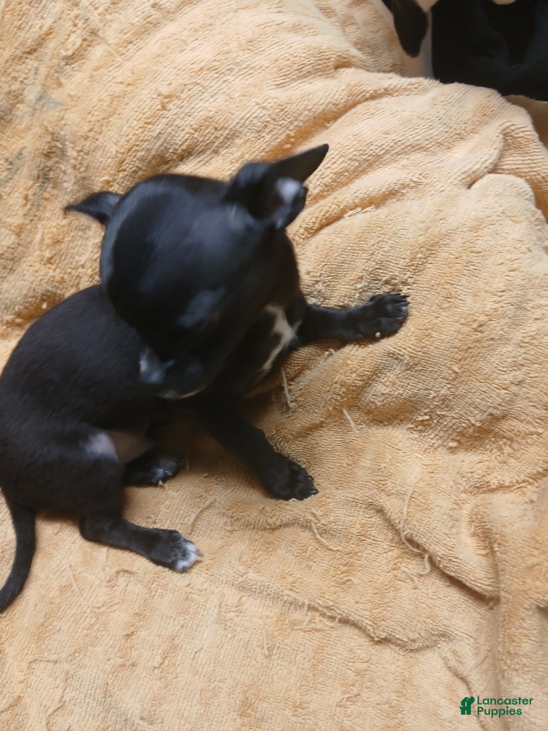 Chihuahua dogs for sale: Momo - Ad 4