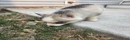 Siberian Husky dogs for sale: Siberian Husky 1 - Ad 2