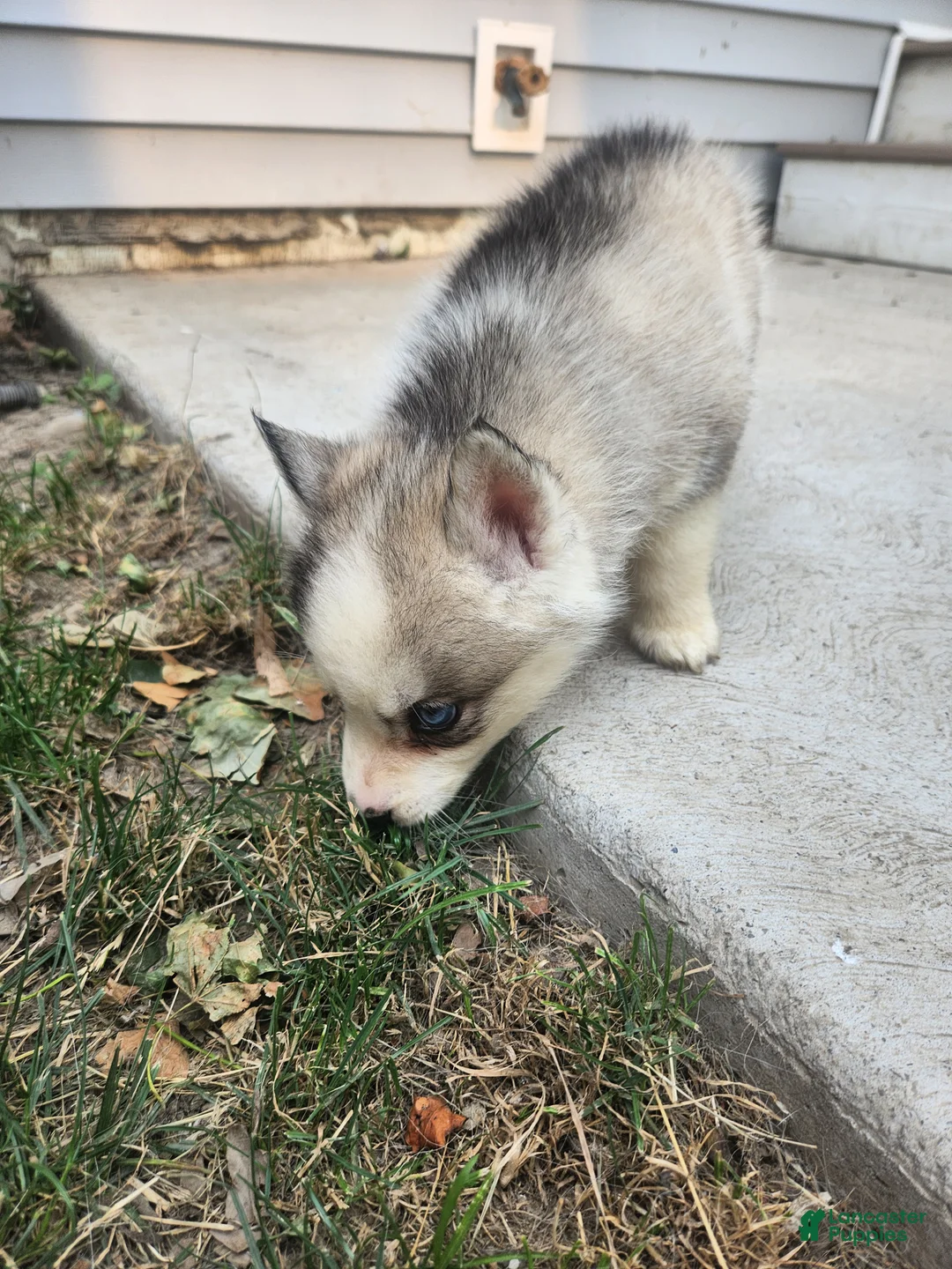 Siberian Husky dogs for sale: Siberian Husky 1 - Ad 2