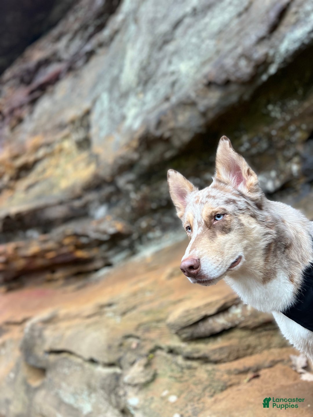 Siberian Husky dogs for stud: Moose Ausky  - Ad 24