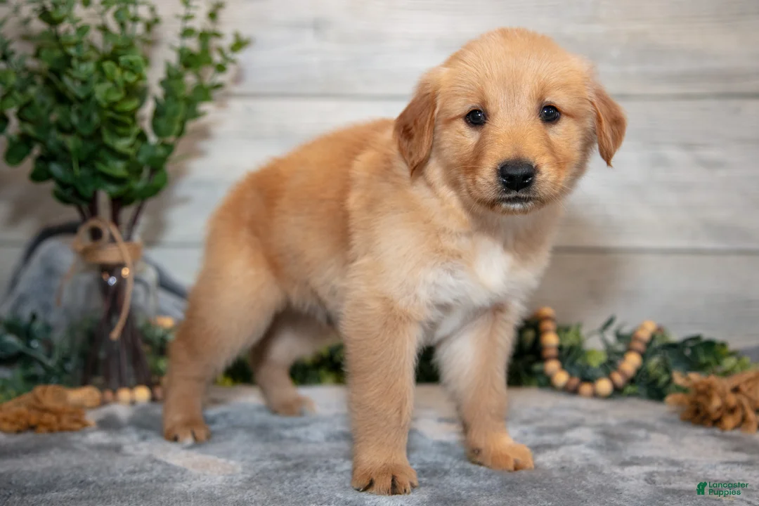 Golden Retriever dogs for sale: Ranger - Ad 3