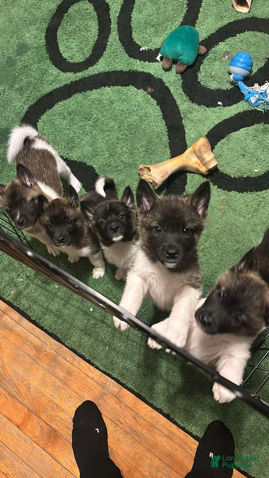 Akita dogs for sale: Akita Puppy 5 - Ad 7