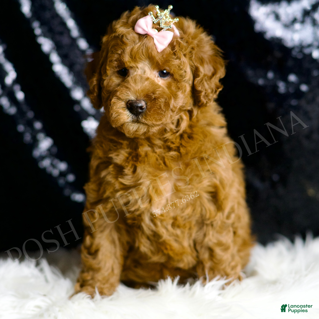 Mini Goldendoodle dogs for sale: Lady - Ad 2