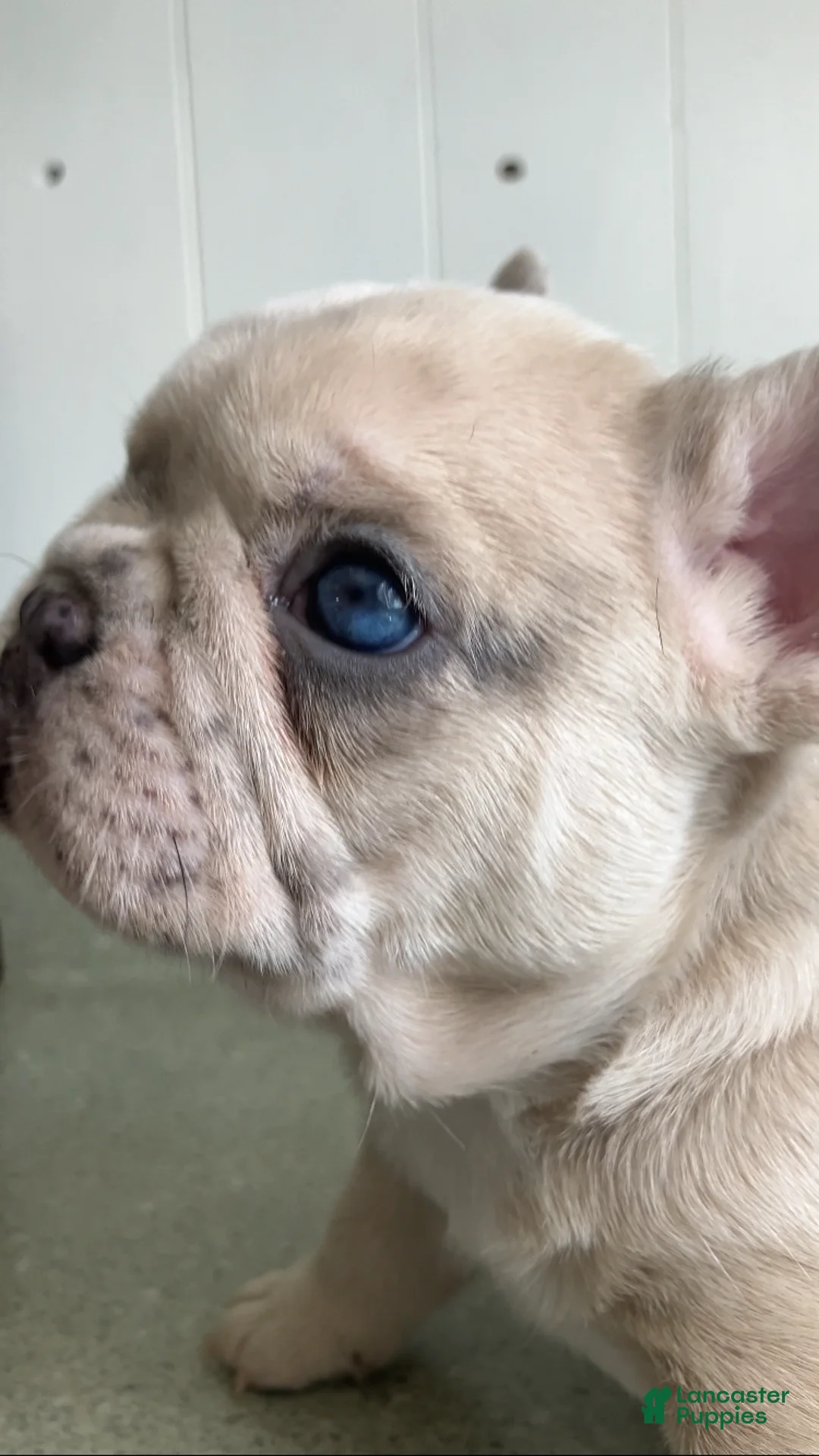 French Bulldog dogs for sale: RARE ‘PINK’ CREAM MERLE WITH BLUE EYES - Ad 2