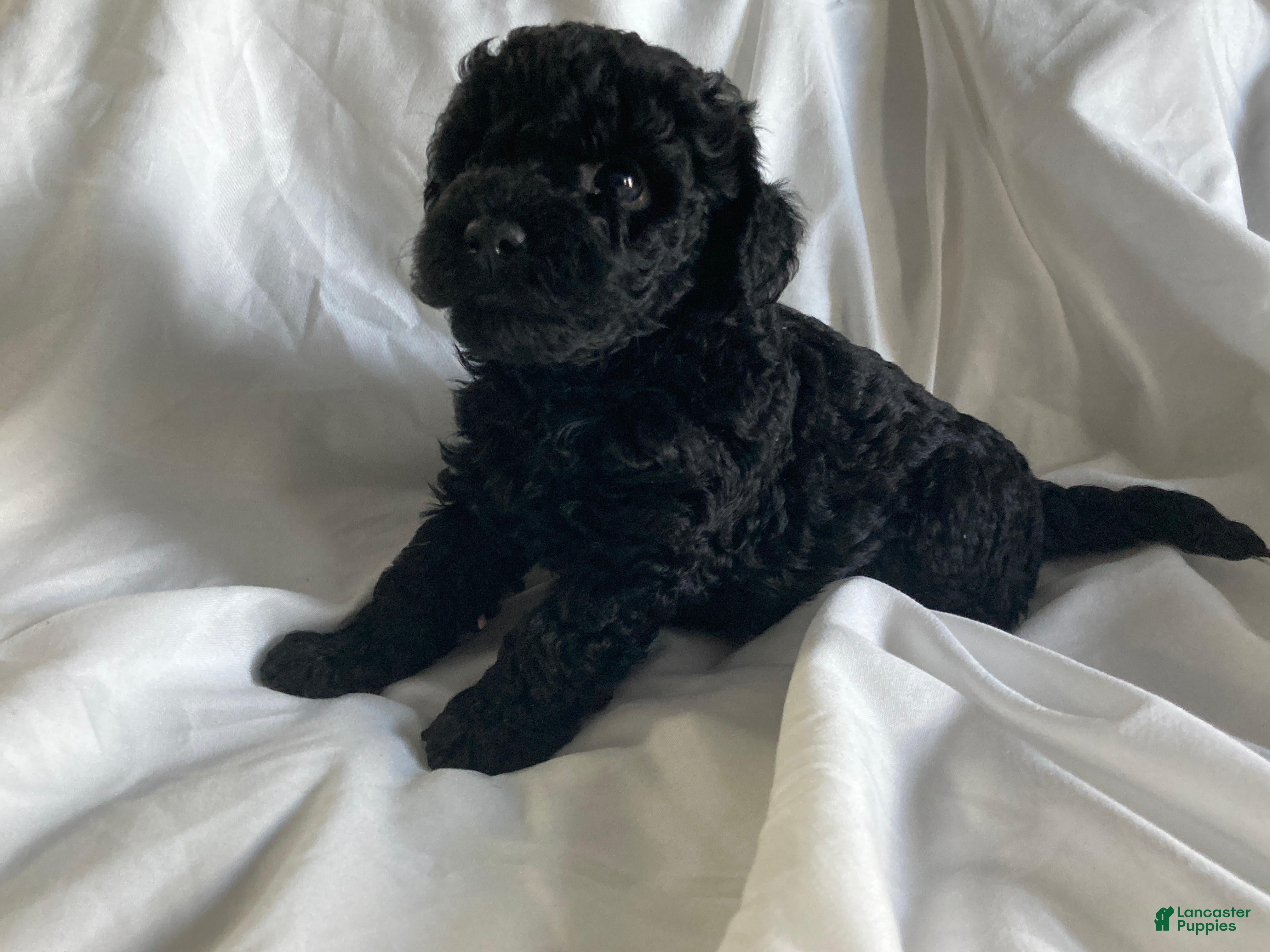 Miniature Poodle dogs Beauty - Ad 1