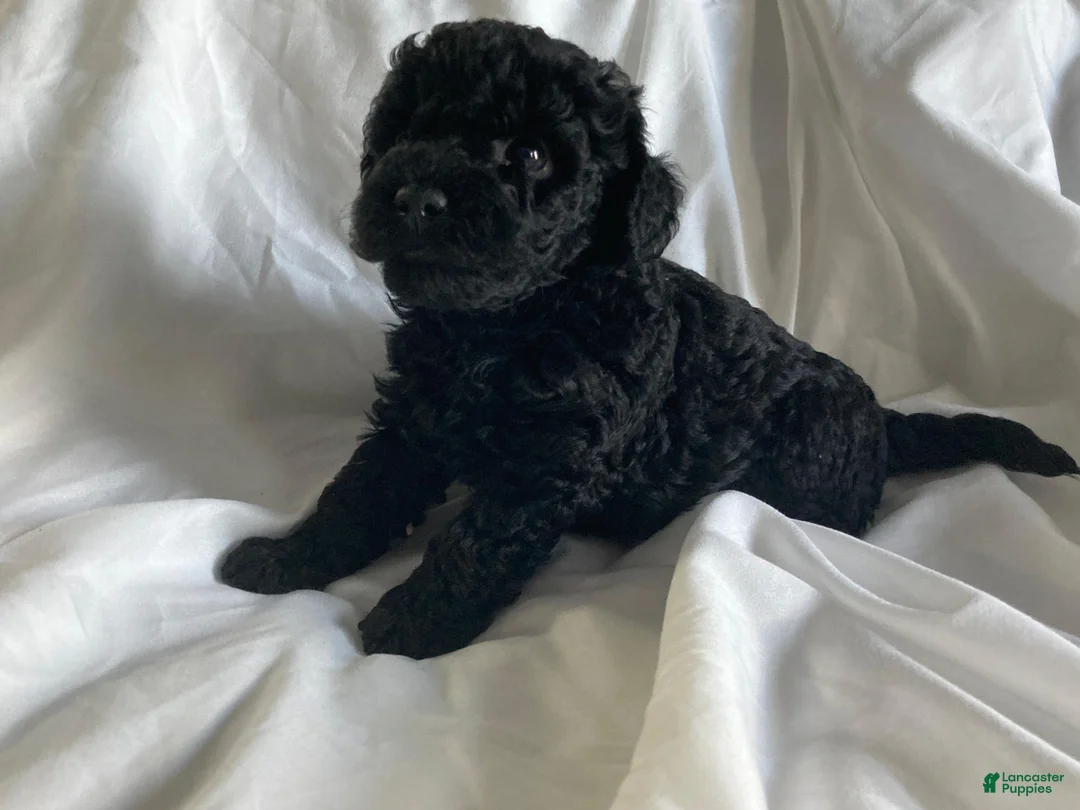 Miniature Poodle dogs for sale: Beauty - Ad 1