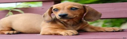 Miniature Dachshund dogs for sale: Sasha 🩷 - Ad 2