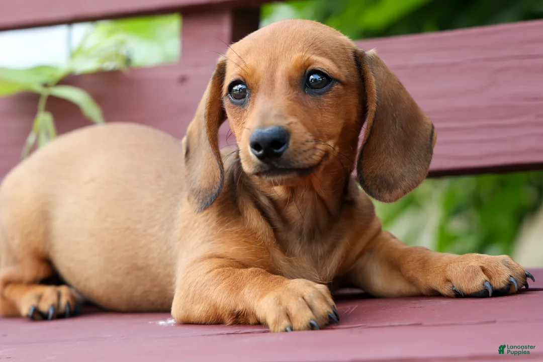 Miniature Dachshund dogs for sale: Sasha 🩷 - Ad 2