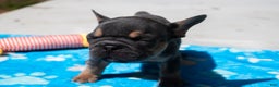 French Bulldog dogs for sale: LilBoy - Ad 2