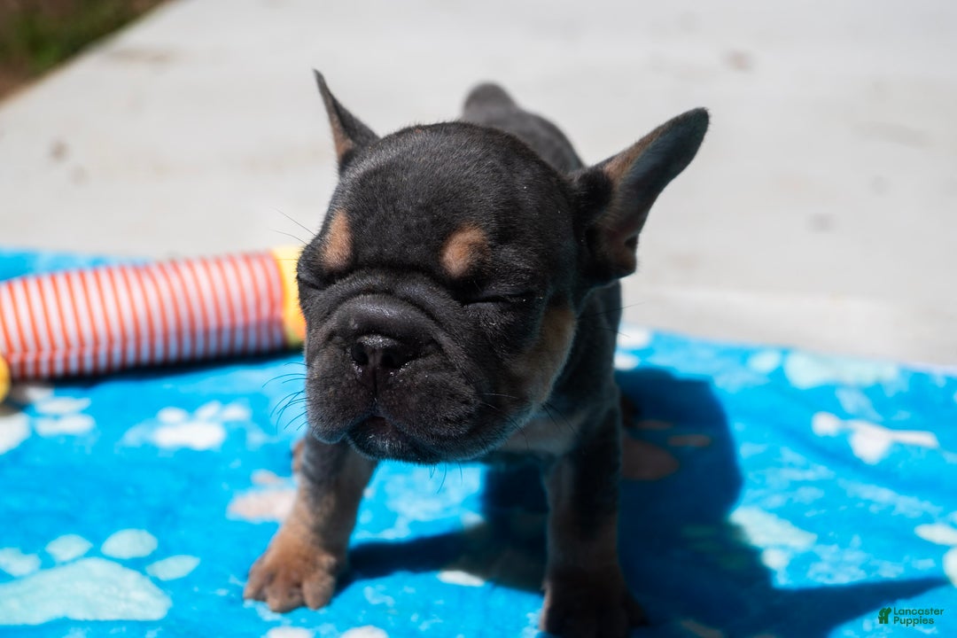 French Bulldog dogs for sale: LilBoy - Ad 2