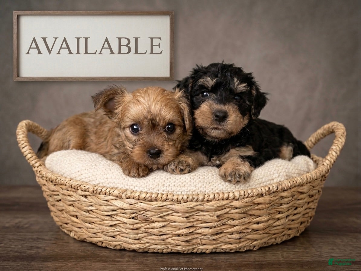 Yorkshire Terrier dogs for sale: Yorkie Traditional Color - Ad 40