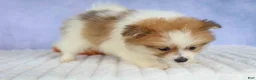Pomeranian dogs for sale: Eric🐾 - Ad 18