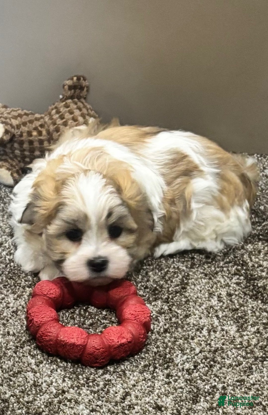 Malshi dogs for sale: Rocky - Ad 3